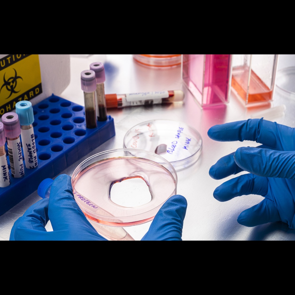 E. Coli Recombinant Rhesus IL18RAP protein, His tagged, Lyophilized   100 ug